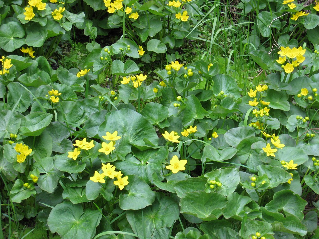 Mackinaw Island Area May 2008 1054.jpg - May 24 2008 a trip to Mackinac City for a 5 M race and a visit to Mackinac Island. A day to the UP, Paradise, Whitefish Point and Tahquamen Falls. This was followed by trips to Petoskey and Charlevoix.